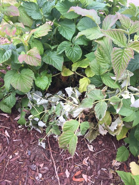 Verticillium Wilt, Raspberry Plant, Raspberry Canes, Raspberry Bush, Raspberry Plants, Plant Problems, Red Raspberry, Black Raspberry, Replant