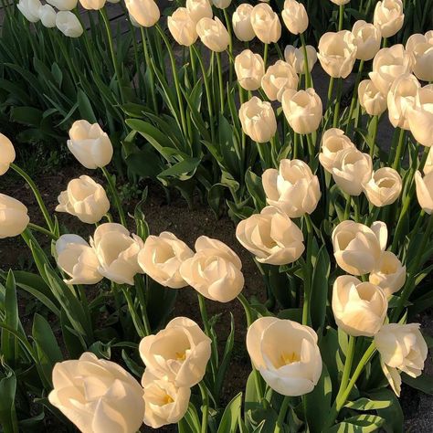 White Tulips, In The Garden, The Garden, Tulips, White