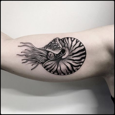 Aquatic Tattoo, Nautilus Tattoo, Shell Tattoos, Octopus Tattoos, Sea Tattoo, Ocean Tattoos, Fire Tattoo, White Tattoo, Nature Tattoos