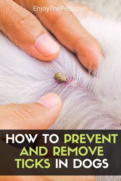 Home Remedy For Ticks On Dogs, Natural Remedies For Ticks On Dogs, How To Get Ticks Off Dogs, Essential Oils For Ticks On Dogs, Removing Ticks From Dogs, Remove Ticks From Dogs, How To Get Rid Of Ticks On Dogs, Removing A Tick From A Person, Tick Prevention For Dogs