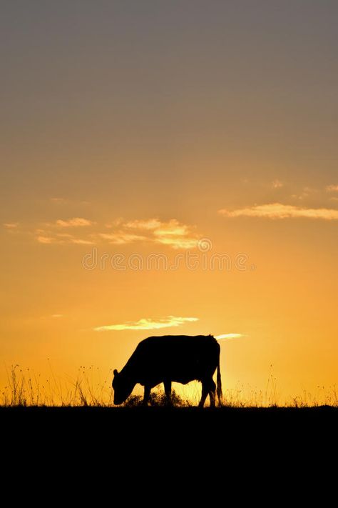 Horse Room, Country Sunset, Cow Photography, Shadow Images, African Sunset, Sunset Images, Silhouette Photography, Country Stuff, Watercolor Tutorials