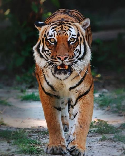 Indochinese tiger (Panthera tigris corbetti) Indochinese Tiger, Majestic Cats, South China Tiger, Tiger Habitat, Tiger Species, Tiger Facts, Malayan Tiger, Tiger Photography, Chinese Tiger