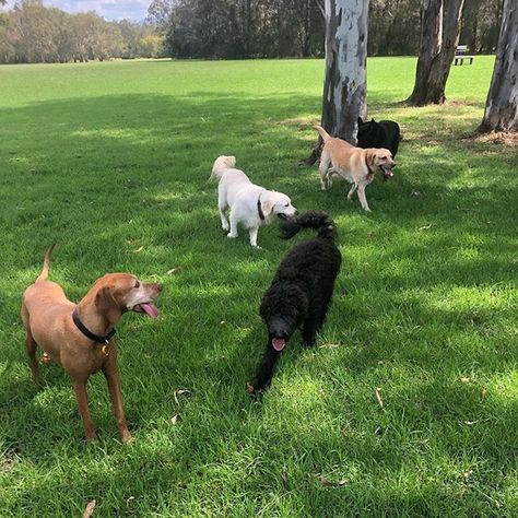 Rocket, shimmer & Jet rocket meeting some fun puppers today at the nature reserve 😍🐶🐾 Dog Reunited With Owner, Dog On Private Jet, Rocket Dog Platform Flip Flops, Dogs Eating Grass, Rocket Dog, Pet Sitting, The Nature, Nature Reserve, Dog Walking