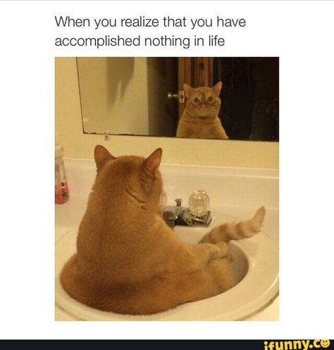 Random Funny Pictures, Dog Cat Pictures, Sleep Funny, 10 Funniest, Grammar School, Funny Cats And Dogs, Funny Cat Memes, Funny Happy, Funny Cat Pictures