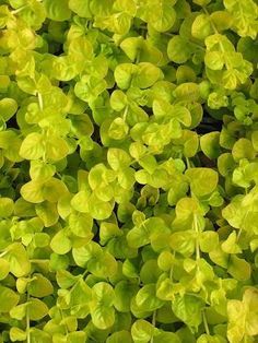 Creeping Jenny Container, Utah Plants, Hillside Planting, Creeping Jenny Plant, Oklahoma Gardening, Plant Library, Creeping Jenny, Shallow Water, Gardening 101