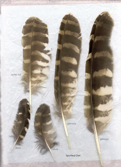 Far right feather for realistic look of owl feather. Feather Identification, Owl Feathers, Hawk Feathers, Spotted Owl, Flight Feathers, Owl Wings, Saw Whet Owl, Owl Feather, Angel Feathers