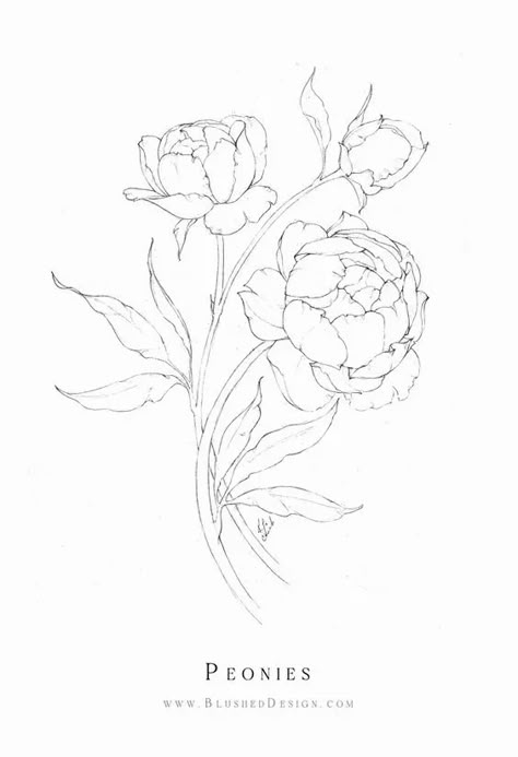 Flower Drawing Ideas: 45 Cool Designs You Should Try Out Hand Drawn Peonies, Peony Patchwork Tattoo, Peonie Flower Drawings, Feminine Tattoos Stencil, Peonies Outline Drawing, Flower Drawing Peony, Pioni Flowers Drawing, How To Draw Peony Flowers, Growing Flower Drawing