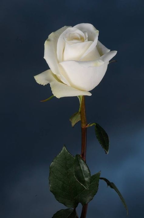 Beautiful white rose!!! Rose Flower Tattoos, Colored Cups, Rose Flower Pictures, Ivory Roses, One Rose, Colorful Roses, Hybrid Tea Roses, Rose Photos, Beautiful Flowers Wallpapers