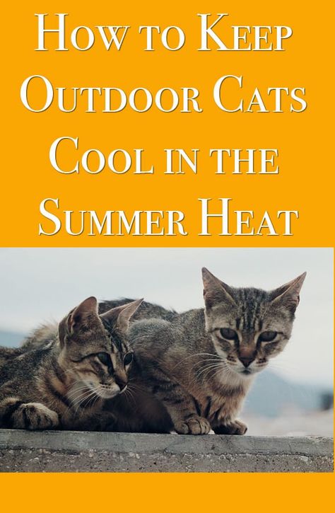 How to Keep Outdoor Cats Cool in the Summer Heat Cat House Outside Shelters, Diy Cat Shelter Outdoor, Diy Cat House Outdoor, Diy Outdoor Cat Shelter, Outdoor Cat House Diy, Outside Cat Shelter, Diy Outdoor Cat House, Cat Camping, Heated Outdoor Cat House