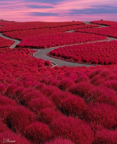 Hitachi Seaside Park, Best Travel Insurance, Seaside Park, Ibaraki, Travel Quotes Adventure, Japan Tokyo, Destination Voyage, Gallery Art, Hawaii Travel