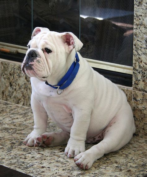 This granite is making my butt feel brrrrr... White Bulldog, Bulldog Names, English Dogs, Bulldog Pics, Bulldog Breeds, Food Dog, Cute Bulldogs, English Bulldog Puppies, Dog Puppies