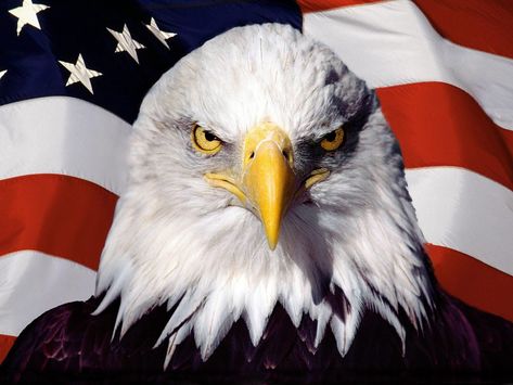 1600x1200 patriotic photos free | American patriot bald eagle free wallpaper ... Tv Recommendations, Different Types Of Eagles, Smart Home Ideas, Types Of Eagles, Eagle Wallpaper, Eagle Pictures, Eagle Bird, Rage Comics, American Pride