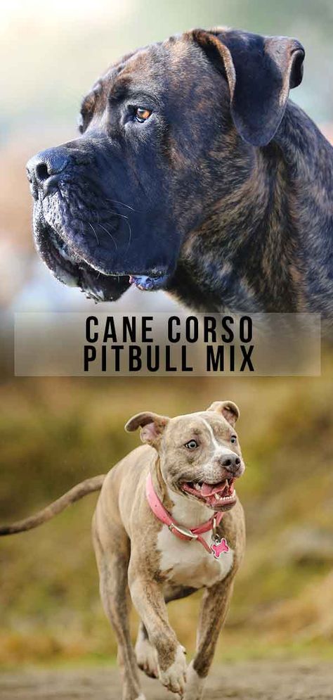 Cane Corso Pitbull mix Boxer Pitbull Mix Dogs, Brindle Cane Corso, Pitbull Mix Puppies, Cane Corso Puppies, Corso Dog, Potty Training Puppy, American Pitbull, Pitbull Mom, Pitbull Lover