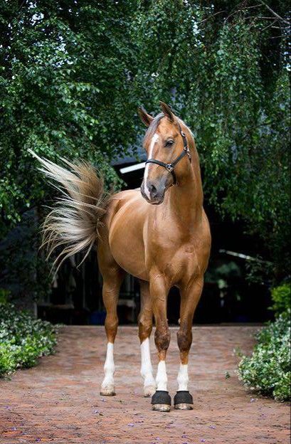 Belgian Warmblood Paint Warmblood, Palomino Warmblood, Belgian Warmblood, Warmblood Foal, Dutch Warmblood Horse, Dutch Warmblood, Native American Horses, Warmblood Horses, Cute Horse Pictures