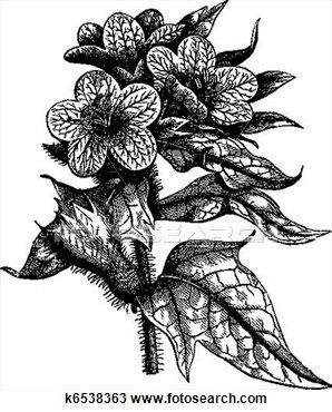 vintage black and white engravings - Google Search Henbane Flower, Old Book Illustrations, Scandinavian Tattoo, Peony Illustration, Traditional Witchcraft, Geometric Nature, Clip Art Vintage, Medical Illustration, Hip Tattoo