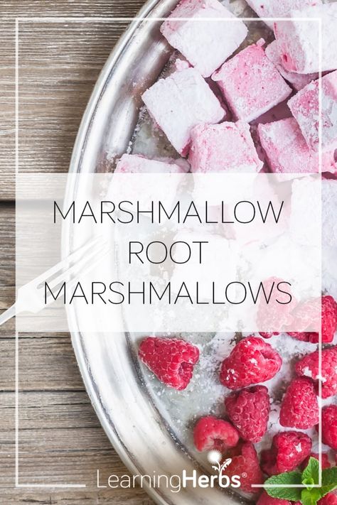 How to Make Marshmallows with Marshmallow Root Diy Marshmallows, Recipes Using Marshmallows, Make Marshmallows, Marshmallow Root Powder, Healthy Marshmallows, Marshmallow Desserts, Marshmallow Recipe, How To Make Marshmallows, Recipes With Marshmallows