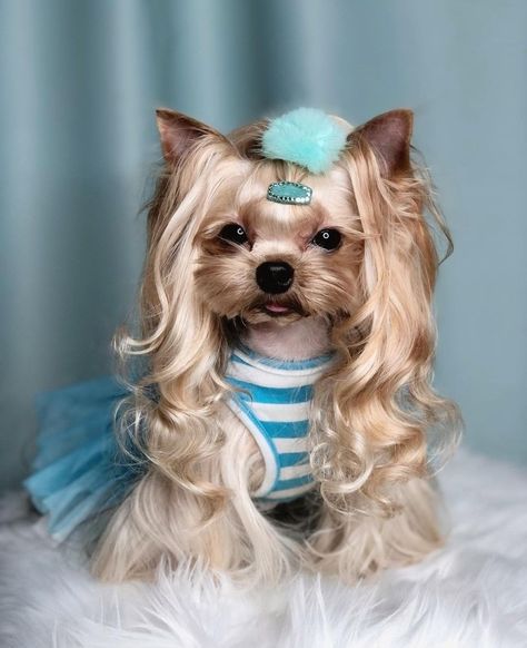 Yorkie Puppy Care, Yorkie Hairstyles, Yorkie Haircuts, Cute Teacup Puppies, Teacup Yorkie Puppy, Cute Small Dogs, Long Haired Dogs, Cute Dogs Images, Dog Cuts