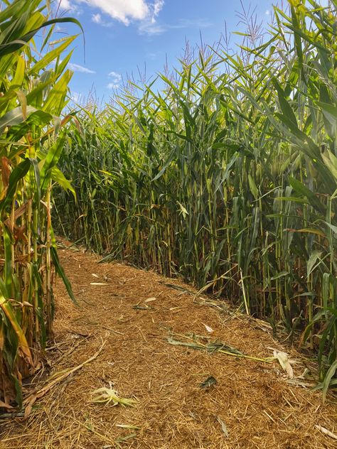 Corn Maze Photoshoot, Corn Maze Aesthetic, Corn Festival, Corn Maze, Puzzle Solving, Autumn Cozy, Horse Girl, Strawberry Shortcake, Outdoor Adventure