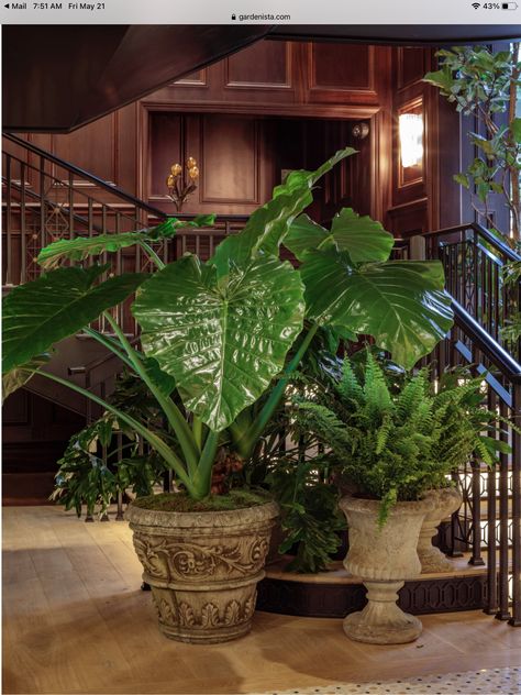 Hotel Plants, Lanai Design, Nomad Hotel, Indoor Gardens, Citrus Trees, Flower Studio, Public Garden, Garden Tours, Police Station