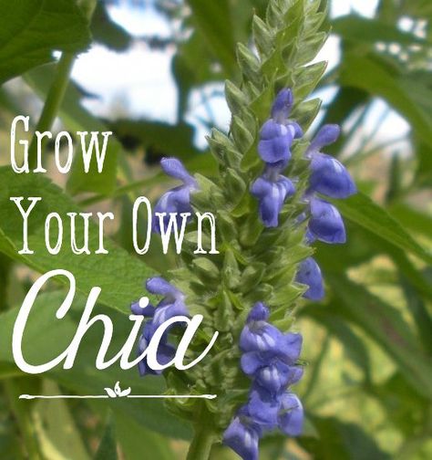 How I Grow and Harvest Organic Chia Seeds | Dengarden Chia Seed Plant, Growing Chia Seeds, Avocado Seed Growing, Growing Herbs In Pots, Garden Tricks, Growing Tomatoes From Seed, Growing Organic Tomatoes, Tomato Farming, Grow Avocado