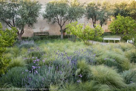 Marianne Majerus Garden, Convent Garden, Mediterranean Garden Design, Mediterranean Gardens, Habitat Garden, Planting Combinations, Australian Native Garden, Front Garden Landscape, Minimalist Garden