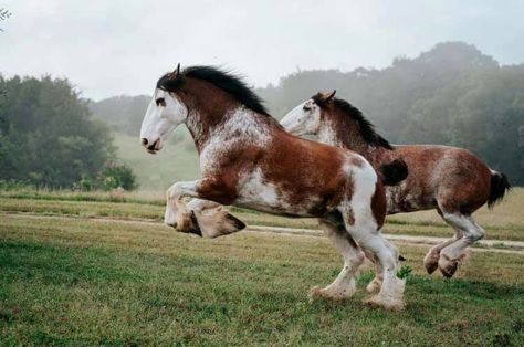 Clysdale Horse, Clydesdale Horse, Clydesdale Horses, Horse Inspiration, Big Horses, Horse Aesthetic, Most Beautiful Horses, Majestic Horse, Pretty Animals