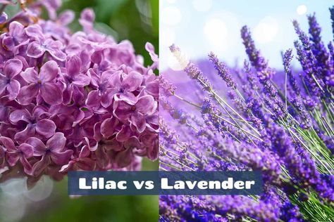 Lilac Vs Lavender, Lilac Decor, Lilac Cushions, Steve Green, Colour Architecture, Types Of Colours, Seasonal Color Analysis, Lilac Flowers, Soft Summer