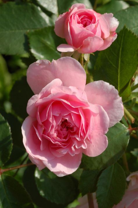 Fairy Rose, Rose Reference, Heritage Rose, Rose Arbor, Backyard Flowers, Types Of Roses, Color Magenta, Rose Of Sharon, David Austin Roses