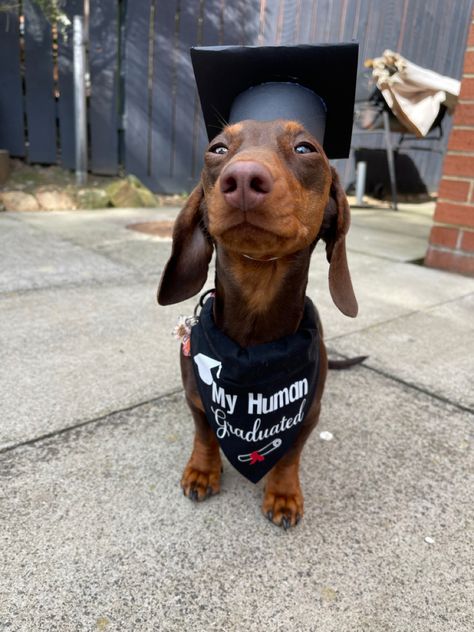 Dachshund. Graduation. Undergraduate. Dog graduation hat. College Graduation Pics With Dog, Graduate Ideas, College Grad Pictures, Grad Pictures, Senior Ideas, Graduation Photography Poses, Graduation Picture, Graduation Picture Poses, Dog Photoshoot