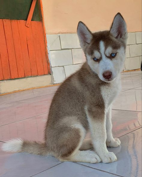 Brown Husky Aesthetic, Puppy Cute Aesthetic, Brown Husky Puppy, Husky Aesthetic, Husky Brown, Brown Husky, Husky Puppies, Dog Aesthetic, Puppy Cute