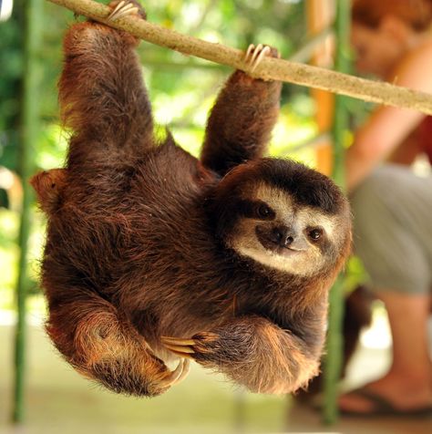 Cute Sloth Pictures, Cute Sloths, Three Toed Sloth, Sloth Life, A Sloth, Sloth Lovers, Baby Sloth, Cute Sloth, Jolie Photo