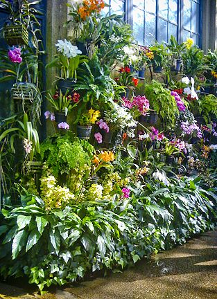 Wall of orchids on display in the permanent orchid room at Longwood.  The aroma is amazing. Orchid Garden Ideas, Orchid Room, 2010 Pictures, Orchids Care, Indoor Orchids, Orchid House, Orchid Show, Orchid Garden, Exotic Orchids