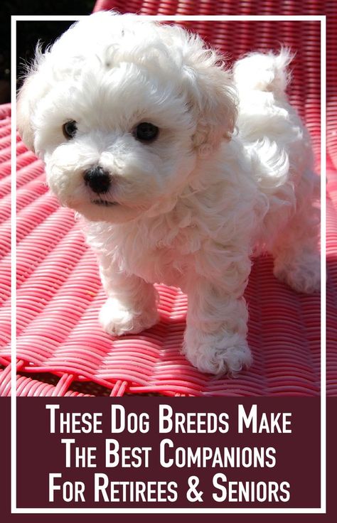 Bolognese Dog, Dogs Big, Top Dog Breeds, Havanese Puppies, Companion Dog, White Dog, Small Dog Breeds, Bichon Frise, Cute Cats And Dogs