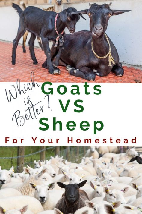 Goats Vs Sheep-Which Is Best For You? - My Homestead Life Pet Goats, Breeding Goats, Keeping Goats, Goat Health, Pet Goat, Feeding Goats, Raising Farm Animals, Goat Herding, Goat Care