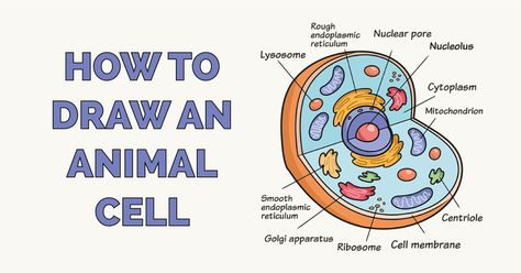 How to Draw an Animal Cell. Easy to Draw Art Project for Kids. See the Full Drawing Tutorial on https://easydrawingguides.com/how-to-draw-an-animal-cell/ . Cytoplasm Drawing, Animal Cell Anatomy, Animal Cell Drawing, Animal Cell Structure, Cell Drawing, Nuclear Membrane, Cell Diagram, Prokaryotic Cell, Animal Cell