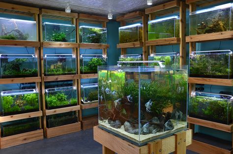 Aquarium Zen, Seattle. Tropical Fish Store, Aquatic Plants and Nature Aquarium Supplies - Home Aquarium Store, Aquarium Shop, Aquarium Garden, Aquascape Design, Tropical Fish Aquarium, Tropical Fish Tanks, Aquarium Terrarium, Fishing Room, Live Aquarium Plants