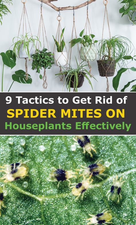 Clover Mites, Get Rid Of Spiders, Plant Care Houseplant, Spider Mites, Basil Plant, Large Numbers, Holy Basil, Growing Fruit, Spider Plants