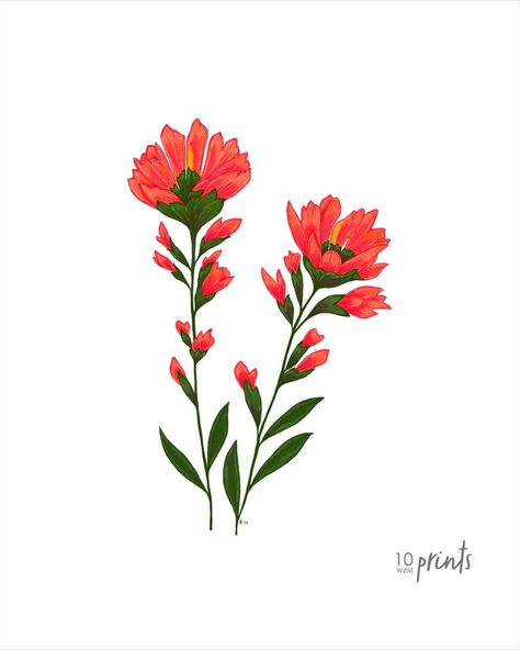 Animal Skull Drawing, Paintbrush Tattoo, Indian Paintbrush Flowers, Wyoming State, Indian Paintbrush, Skulls Drawing, Bone Art, Color Illustration, Tattoo Work