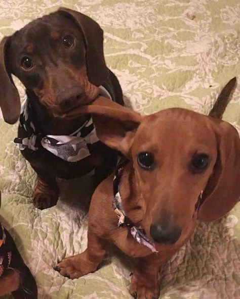 Baby Dachshund, Dachshund Funny, Weiners, Funny Dachshund, Weenie Dogs, Dachshund Puppies, Dachshund Lovers, Dachshund Puppy, Dachshund Love