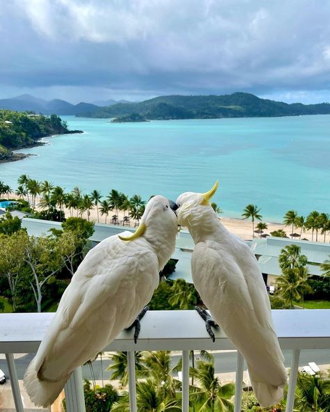 Marine Rescue, Future Marine, Hamilton Island, Travel Inspiration Destinations, Beach Room, Ocean Vibes, Dream Lifestyle, Tropical Birds, Beach Vibes