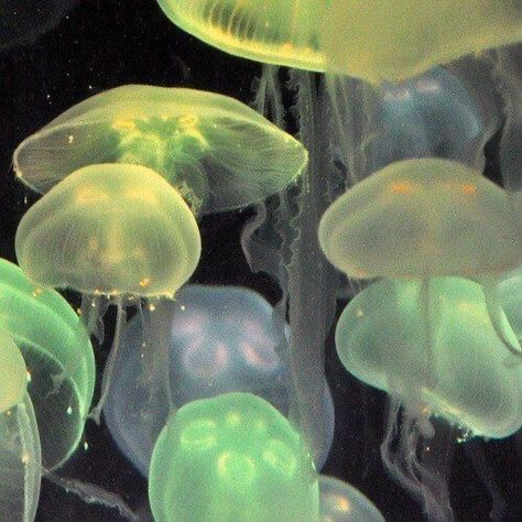 Jellyfish Aesthetic, Colorful Aesthetic, Angel Aesthetic, Phone Themes, Another World, Green Aesthetic, Pastel Aesthetic, Jellyfish, Wall Colors