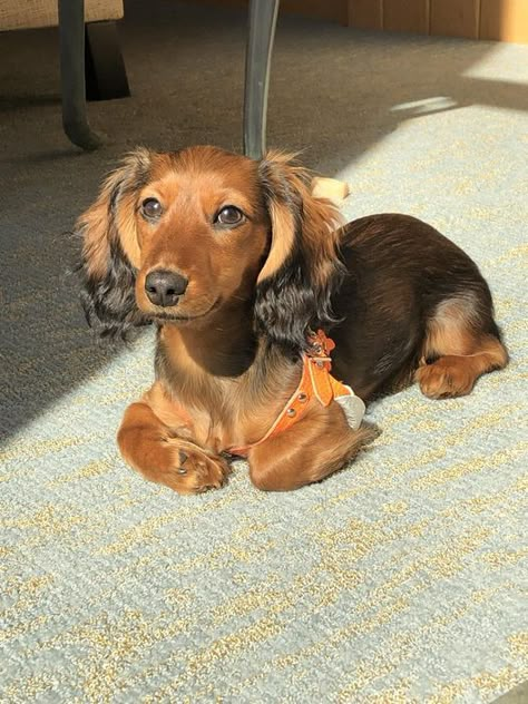 Puppy Room, Red Dachshund, Doxie Mom, Dog Quotes Love, Miniature Dachshund, Weenie Dogs, Mini Dachshund, Baby Cows, Pitbull Puppies