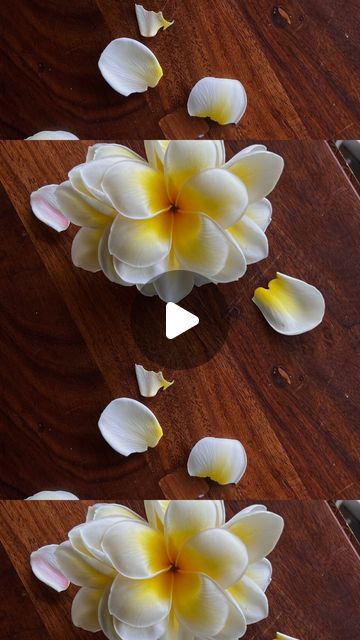 Tara Carver on Instagram: "In honor of Lei Day thought I’d repost this gem from a few years ago! I realize this isn’t a lei but in any capacity it’s Spring, flowers are blooming and it’s fun to wear them in your hair// bigger the pua better the day xx #babeonamish" Haku Lei Diy, Flower Lei Diy, Flower Lei, Hawaiian Lei, Diy Paper Crafts Decoration, Lei, Paper Crafts Diy, Diy Paper, Flower Power