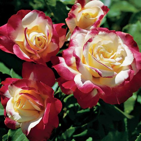 Double Delight Rose, Flower Hedge, Garden Tool Holder, Hybrid Tea Rose, Rose Care, Rose Pictures, Growing Roses, Hybrid Tea Roses, Rose Park