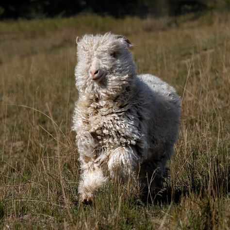 Tilly making sheep and goats confused since day 1😂 We raise angora goats @redfalconranch for their luxurious mohair fiber. I know, they look like sheep! But, they are in fact goats and produce mohair, not wool.🐐 Mohair is silky soft and stronger than similarly sized steel. Our goats are sheared twice a year by us in the spring and fall. Each goat has a name and their own personality.💛 We turn their mohair into soft everyday socks! You can find them through the link in bio or at shopcaprine... Angora Goat Mohair, Angora Goat, Angora Goats, Spring And Fall, A Year, Goats, Sheep, Link In Bio, I Know