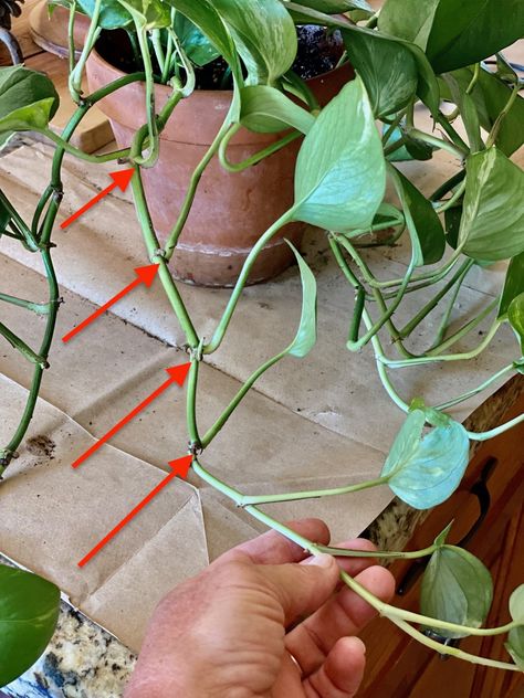 Propagate Pothos, Pathos Plant, Pothos Plant Care, Cheap Plants, Inch Plant, Plant Care Houseplant, Propagating Succulents, Plant Hacks, Landscaping Garden