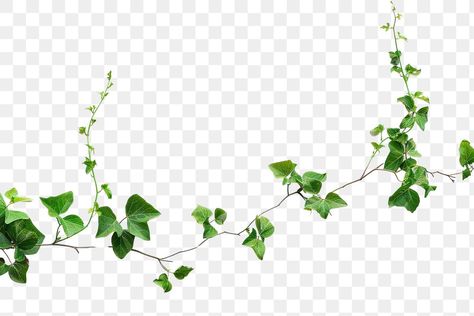 Vines Png, Vines Texture, Ivy Vine, Climbing Plants, Transparent Png, Free Image, Free Png, Grape Vines, Green Leaves