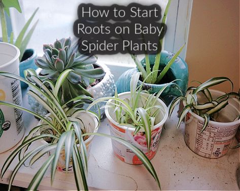 Starting Plants From Seeds, Community Cafe, Spider Plant Care, Spider Plant Babies, Spider Baby, Spider Plant, Australian Garden, Houseplants Indoor, Spider Plants