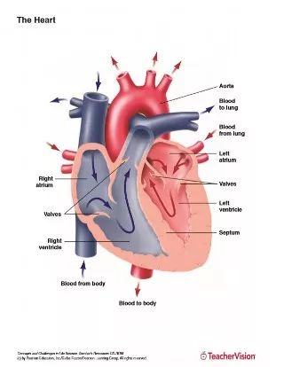 The Parts of the Heart (Blank) Printable Printable (6th - 12th Grade) - TeacherVision Human Heart Diagram, Human Heart Drawing, Anatomy Flashcards, Heart Structure, Human Heart Anatomy, Heart Diagram, Body Diagram, The Human Heart, Heart Anatomy