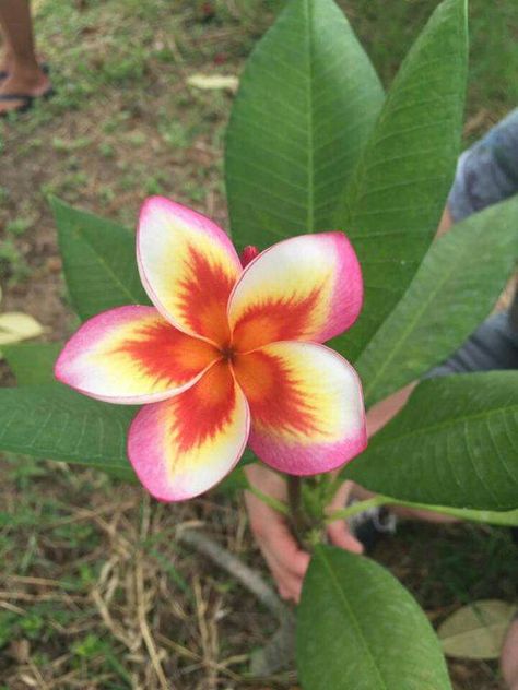 Amazing plumeria — with Ayllyng K Holdheing Amaya and Thien Nga Pham.https://www.facebook.com/natureandallitsglory/photos/a.618097375017543/1132406866919922/?type=3&theater Fiori Frangipani, Săpunuri Handmade, Plumeria Flowers, Unusual Flowers, Rare Flowers, Most Beautiful Flowers, Hawaiian Flowers, Unique Flowers, Big Flowers